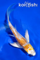 4.5" GINRIN HARIWAKE BUTTERFLY