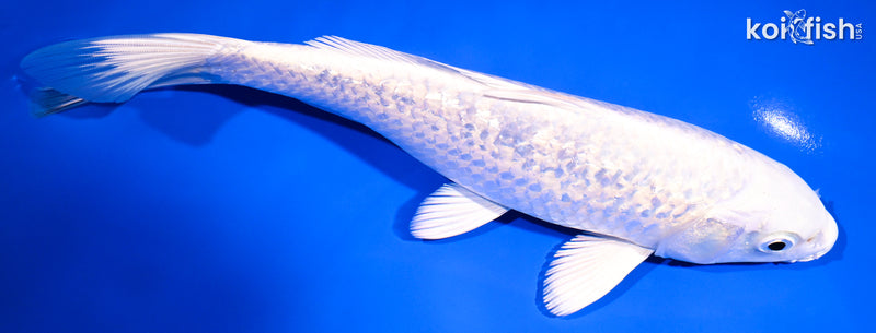 8.75" GINRIN PLATINUM OGON