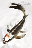 8.5" BENI GINGA BUTTERFLY