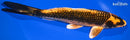 9.75" KIN ORENJI MATSUBA