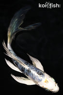 6.5" ARAGOKE HEISEI NISHIKI BUTTERFLY