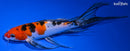 8.25" SANKE BUTTERFLY