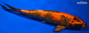 8.5" KIN ORENJI UTSURI