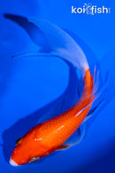 5.5" KOHAKU BUTTERFLY