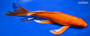 9.5" ORENJI OGON BUTTERFLY