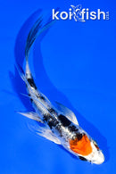 4" TANCHO HEISEI NISHIKI BUTTERFLY