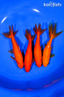 PACK OF (4) 5.25-5.75" WAKIN GOLDFISH