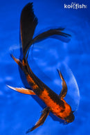8.5" KIN HI UTSURI BUTTERFLY