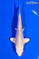 5" GINRIN YAMABUKI OGON