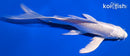 7.5" PLATINUM OGON BUTTERFLY