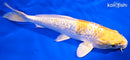 8.25" GINRIN LEMON HARIWAKE