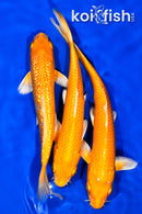 PACK OF (3) 6.25" YAMABUKI OGON