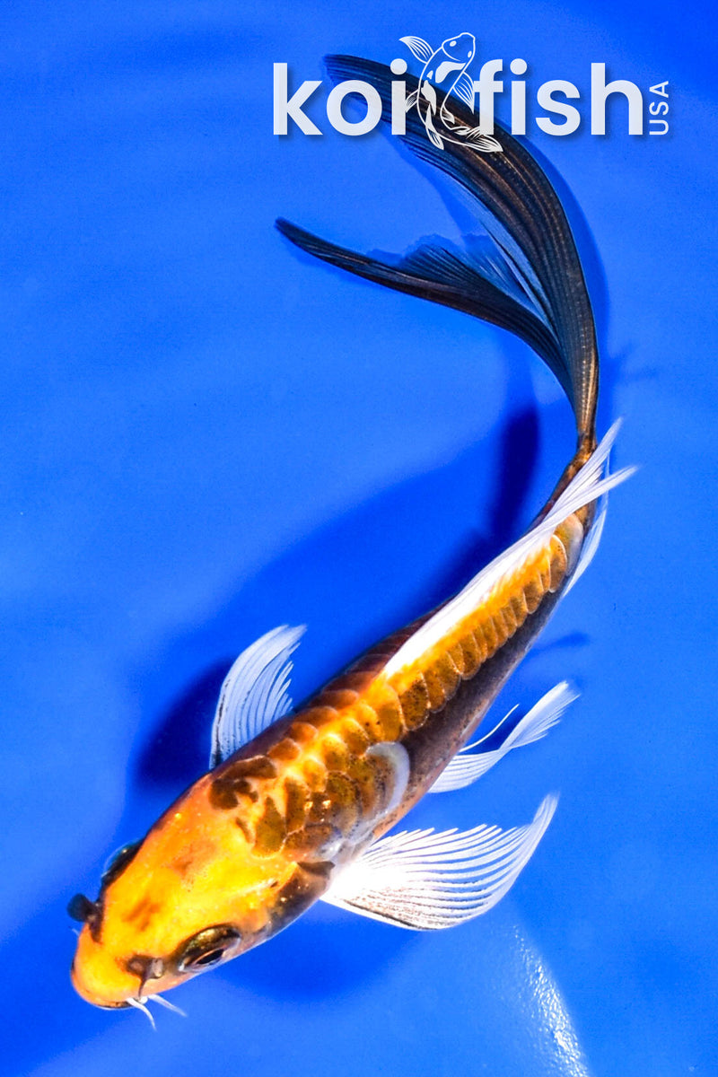 5.25" KIN KIKOKURYU BUTTERFLY