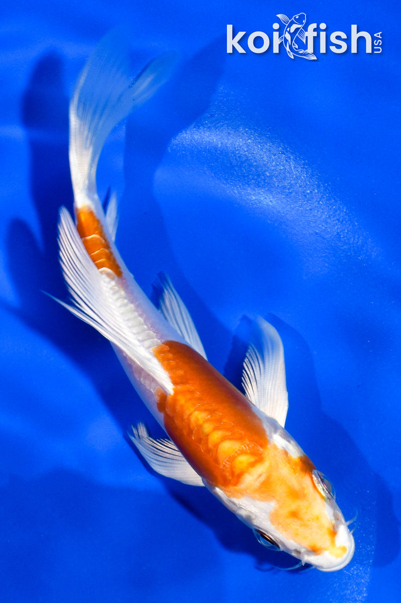 5" KIKUSUI BUTTERFLY