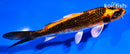 5" KUJAKU