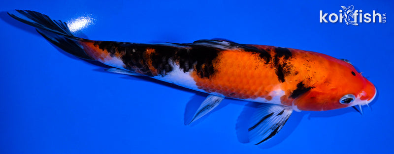 7.25" SANKE