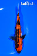7" GINRIN HI SHOWA