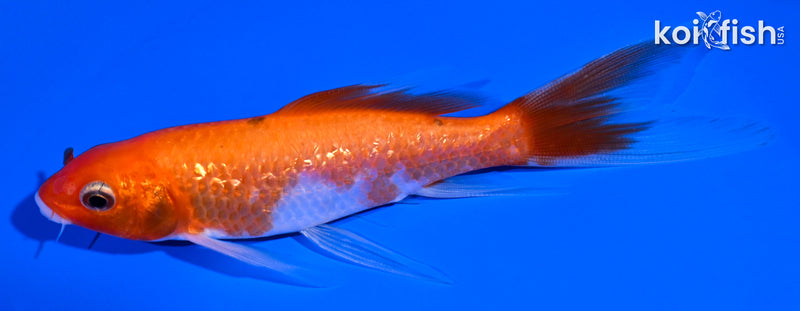 5" GINRIN KOHAKU BUTTERFLY