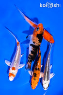 PACK OF (5) 4-5" STANDARD KOI