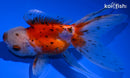 5" CALICO ORANDA GOLDFISH