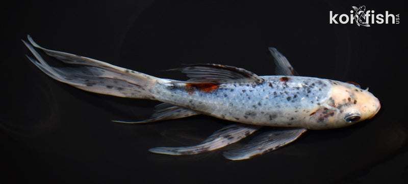 9.25" SHUBUNKIN GOLDFISH