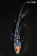 7.5" SHUBUNKIN GOLDFISH