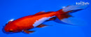 6.75" SARASA WATONAI GOLDFISH