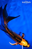 5.25" ORENJI MATSUBA BUTTERFLY