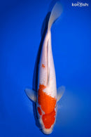 12.5" KOHAKU