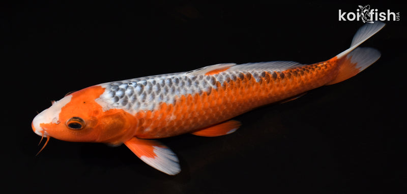 12.75" HI ASAGI