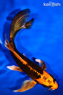 6.5" ORENJI MATSUBA BUTTERFLY