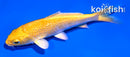 4" GINRIN YAMABUKI OGON
