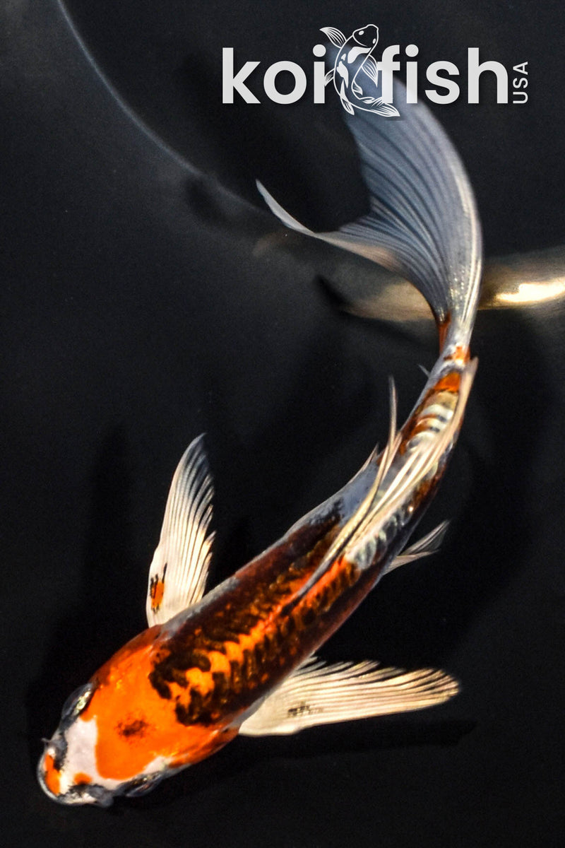 6" BENI KIKOKURYU BUTTERFLY