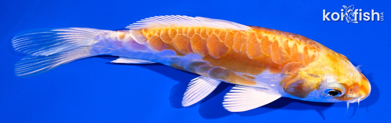 4.75" ARAGOKE KIKUSUI