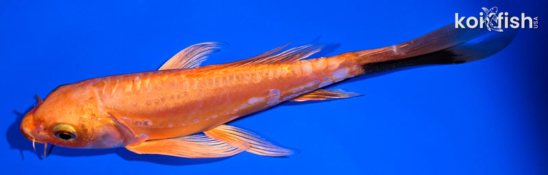 6" DOITSU ORENJI OGON BUTTERFLY