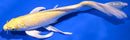 9.5" YAMABUKI OGON BUTTERFLY