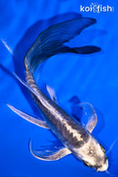 5.75" ARAGOKE KIKOKURYU BUTTERFLY