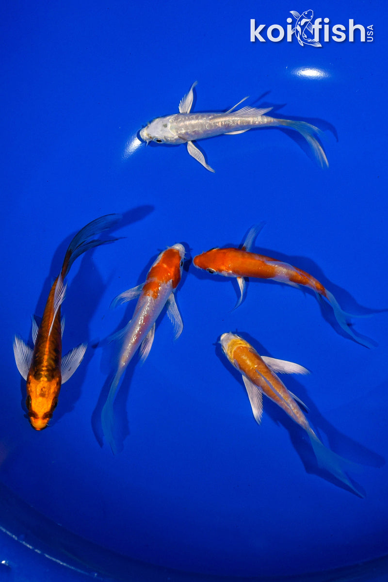 PACK OF (5) 3-4" BUTTERFLY KOI