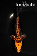 6.5" BENI KIKOKURYU