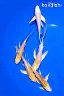 PACK OF (5) 4-5.5" YELLOW BUTTERFLY KOI