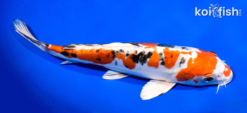 10.75" HEISEI NISHIKI