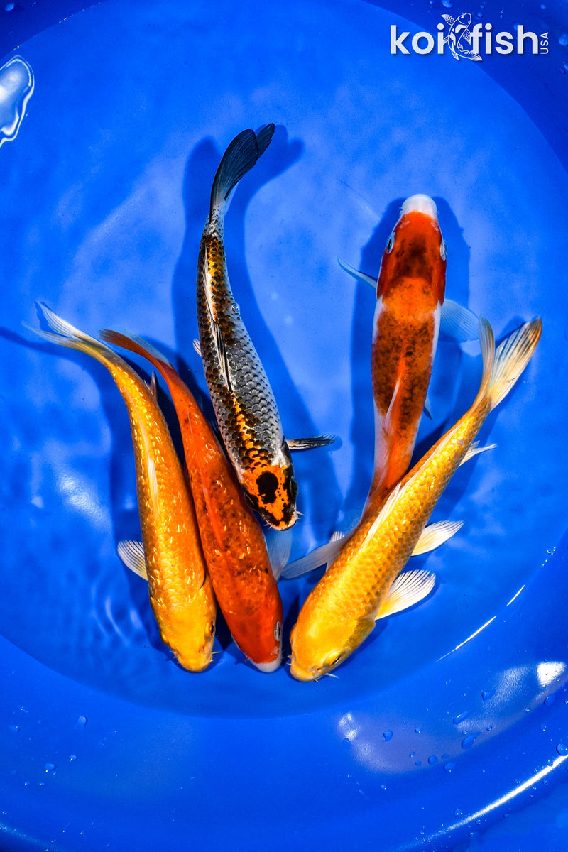 PACK OF (5) 6.5"-7" STANDARD KOI