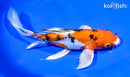 9.75" HEISEI NISHIKI BUTTERFLY