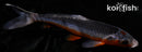 6.5" ASAGI