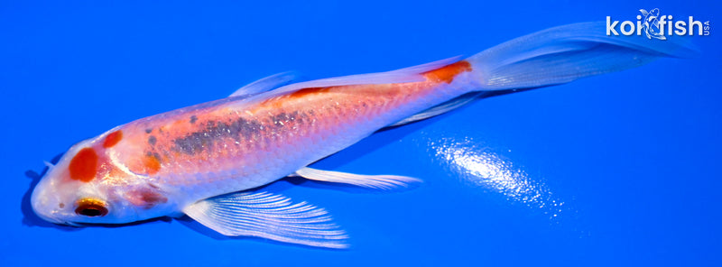 5" YAMATO NISHIKI BUTTERFLY