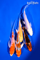 PACK OF (5) 4-5.5" BUTTERFLY KOI
