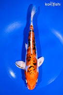 9" HEISEI NISHIKI