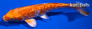 6" GINRIN DOITSU ORENJI OGON