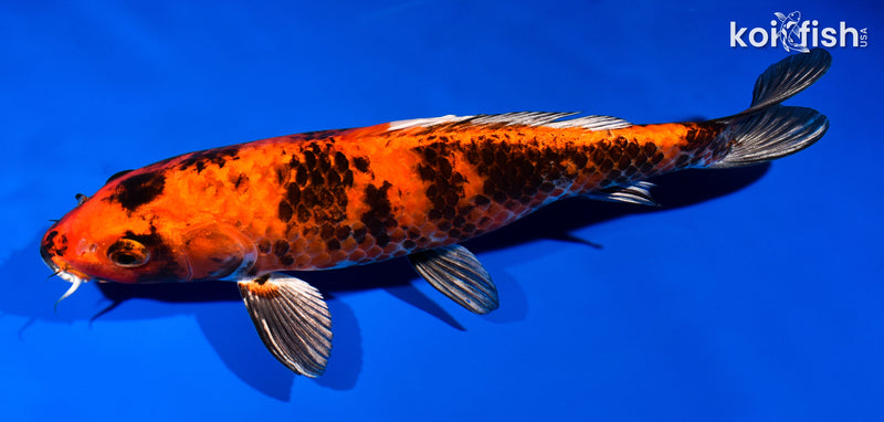 12.5" KIN HI UTSURI
