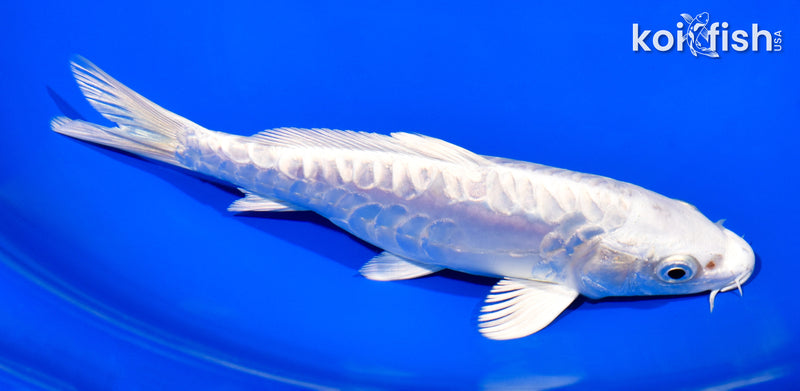 7" DOITSU PLATINUM OGON